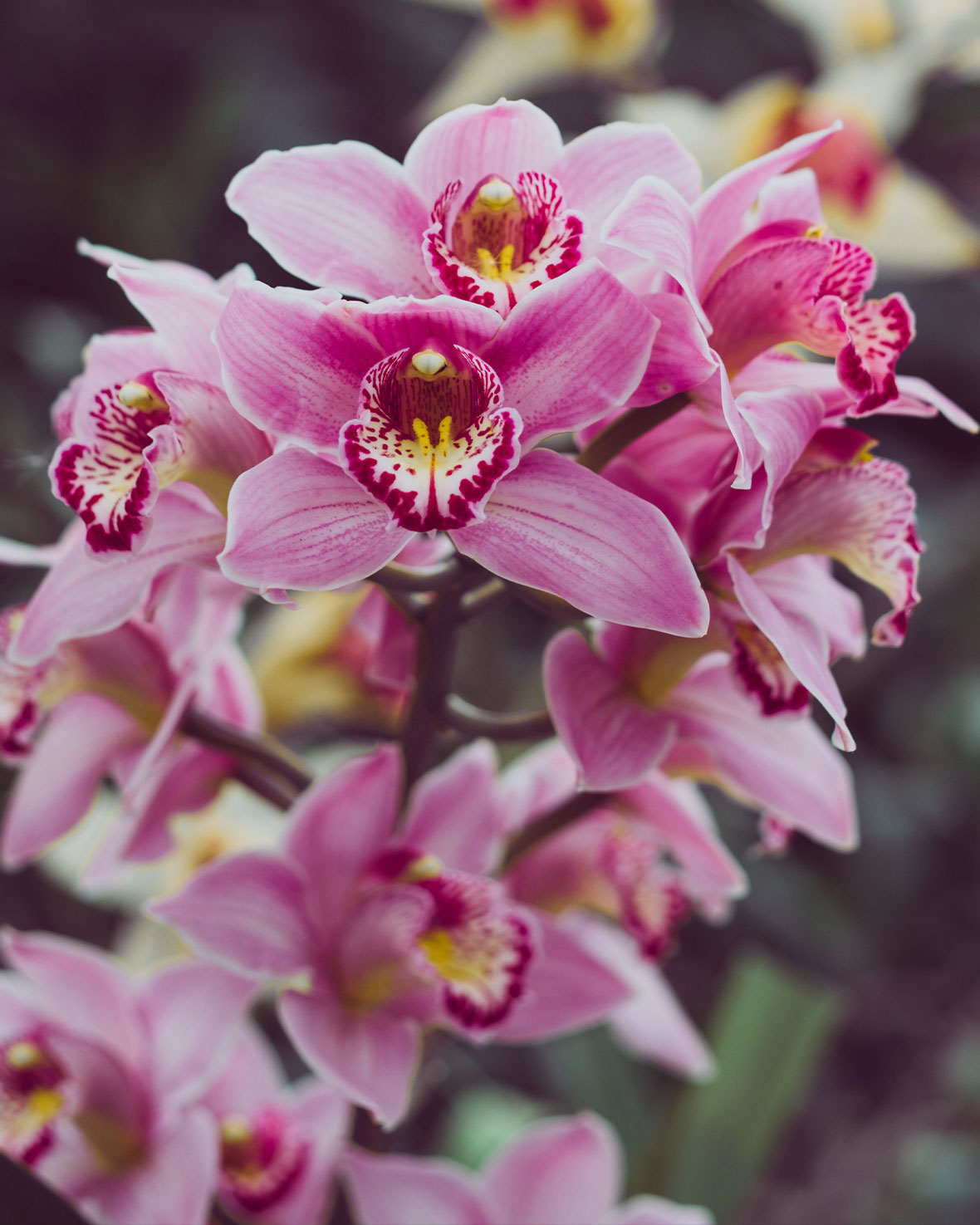 Orchid plant care nz