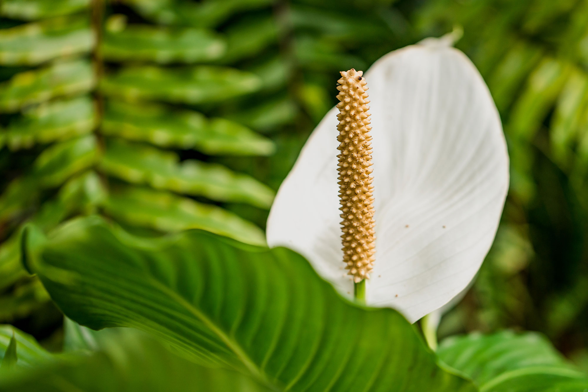 How to care for Peace Lilly Plant Zone Direct